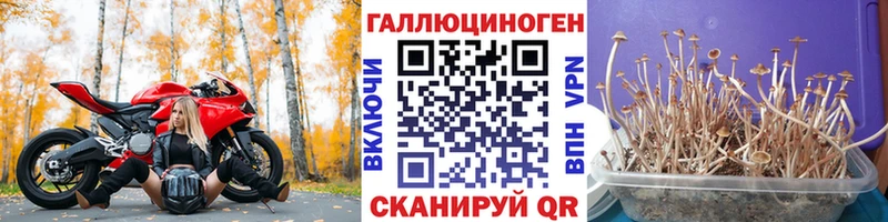 даркнет официальный сайт  Южа  Псилоцибиновые грибы Psilocybine cubensis  что такое  